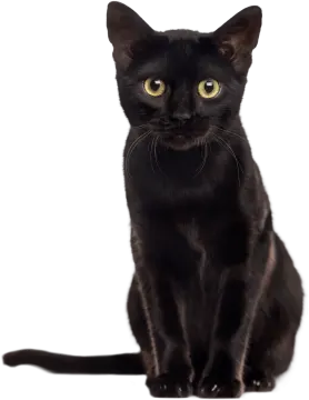 a black cat sitting on a white surface
