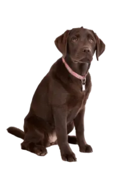 a brown dog sitting down on a white background