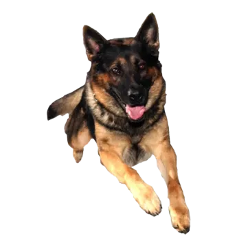 a german shepherd dog laying down on the ground