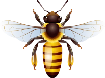 a bee on a white background