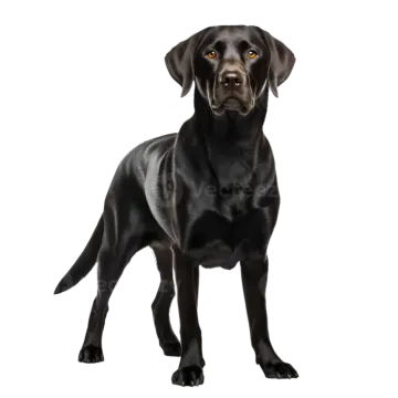 a black labrador dog standing in front of a white background