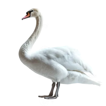 a white swan standing on its hinds