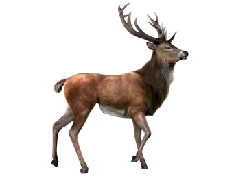 3d digital illustration of a red deer isolated on white background