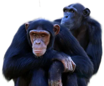 two chimps standing next to each other primate