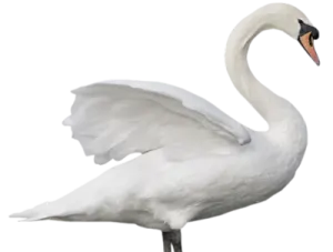 a white swan with its wings spread out