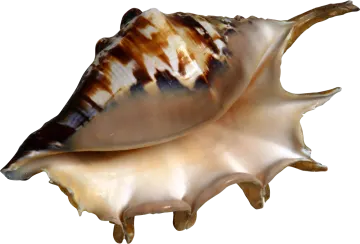 a close up of a sea shell on a white background