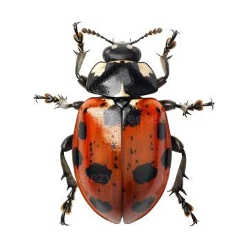 a black and orange beetle on a white background