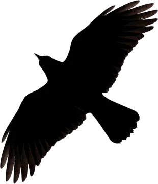 a bird flying in the air with its wings spread