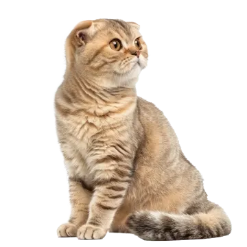 a kitten sitting on the floor looking up