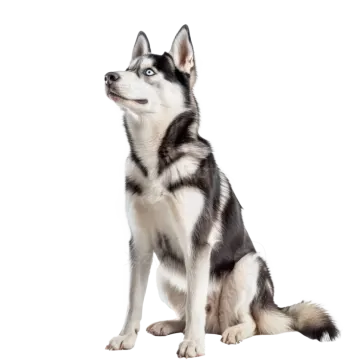 a black and white husky dog sitting down