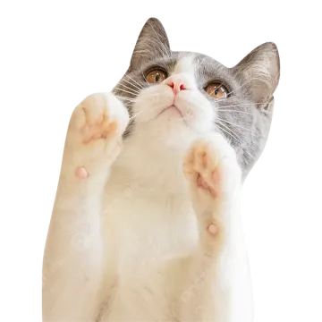 a gray and white cat with its paws up