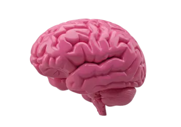 a pink brain on a white background