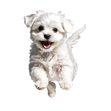 a small white dog running through the air
