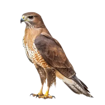 a red - tailed hawk perched on a white background