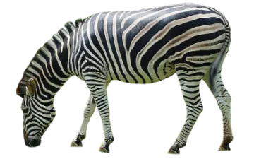 the zebra is black and white