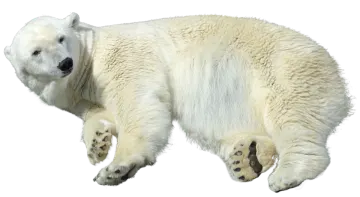 a polar bear is laying on its back
