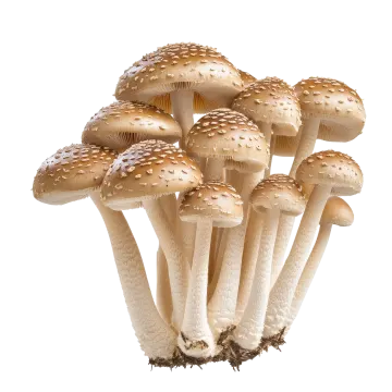 a bunch of mushrooms on a white background