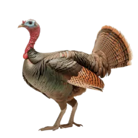 a close up of a turkey on a white background