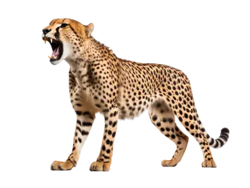 side view of a che hypocoles chechonic, walking, isolated against white background