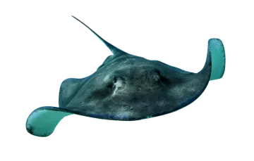 a manta ray swimming in the ocean