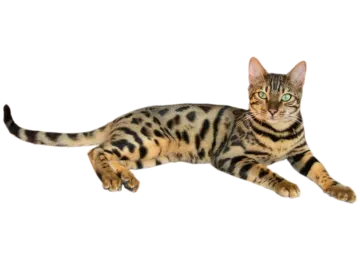 a bengal cat laying down on the ground
