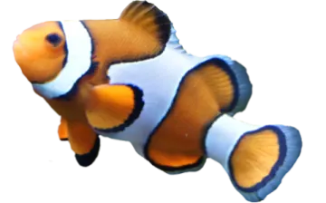an orange and white clown fish on a white background