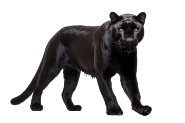 a black panther on a white background
