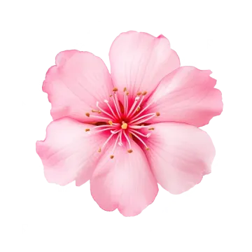 a pink flower on a white background