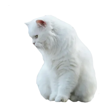 a white cat is sitting on the floor