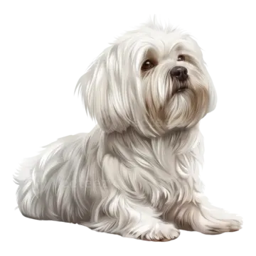 a white dog with long hair laying down