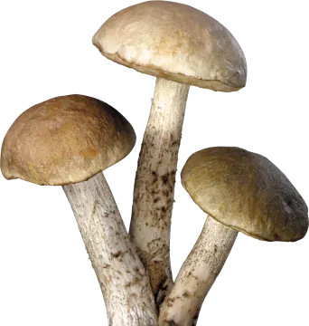 a group of mushrooms on a white background