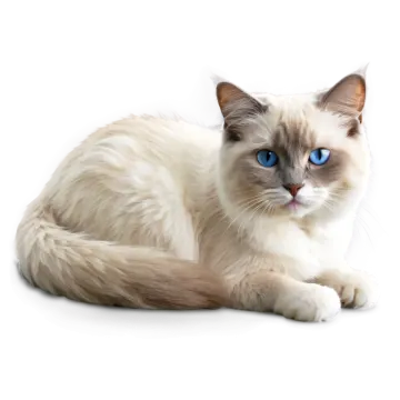 a white cat with blue eyes laying down