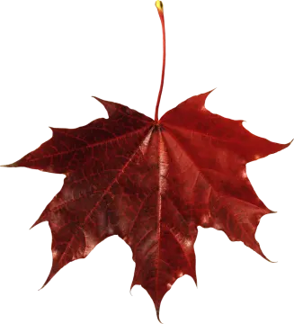 a red maple leaf on a white background