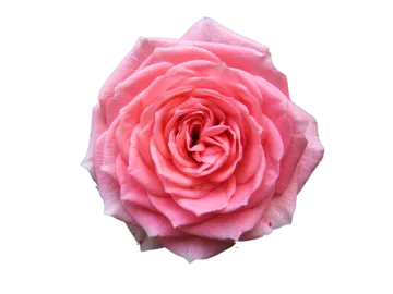 a pink rose on a white background