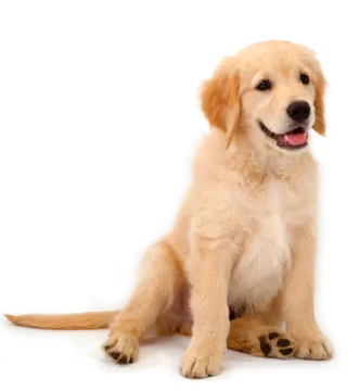 a small dog sitting on the ground