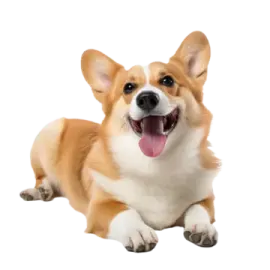 a small dog laying down with its mouth open
