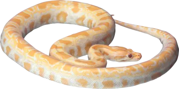 a ball python on white background