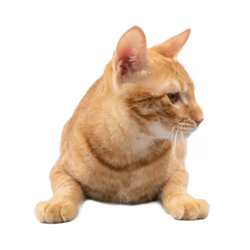 an orange cat sitting on a white surface