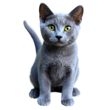a gray cat with green eyes sitting down