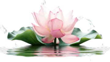 a pink lotus flower with green leaves floating in water