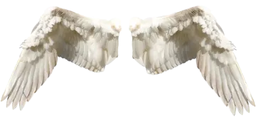 two white wings on a white background