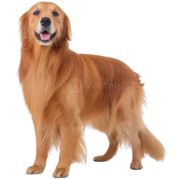 a golden retrieve dog standing in front of a white background