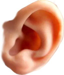 a close up view of the inside of an ear
