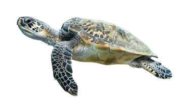 a green sea turtle swimming in the ocean
