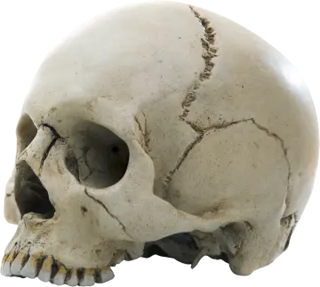 a close up of a skull on a white background