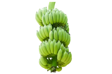 a bunch of bananas hanging from a tree