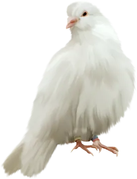 a white bird sitting on top of a branch