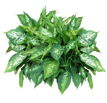a green plant with white spots on it