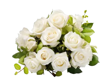 a bouquet of white roses on a white background