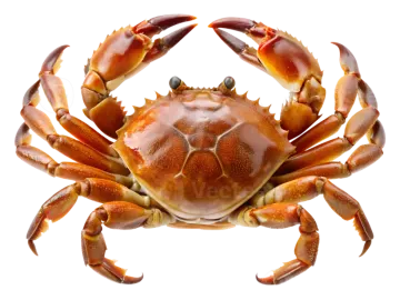 a crab on a white background